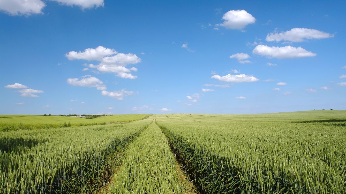 winter wheat, fungicide, herbicide