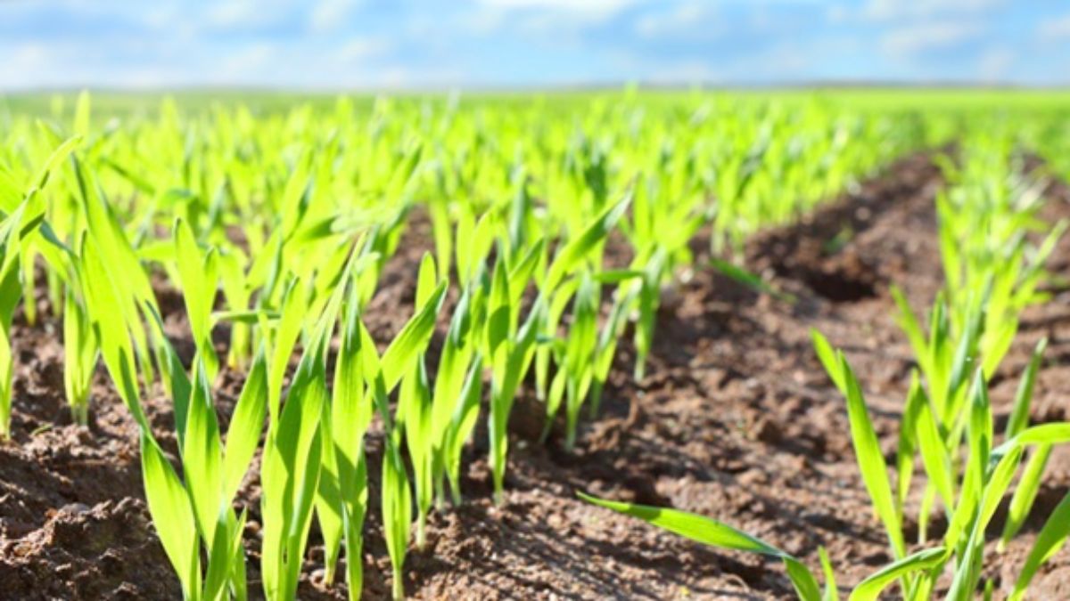 spring wheat, crop protection, 