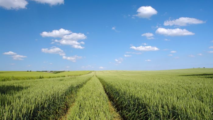 winter wheat, fungicide, herbicide
